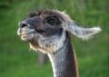 Un Lama Prénommé Ramsès Joue les Aventuriers dans le Haut-Rhin !