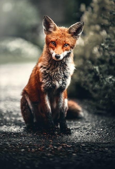 Quand le maire joue les Zorro pour un renard en détresse !