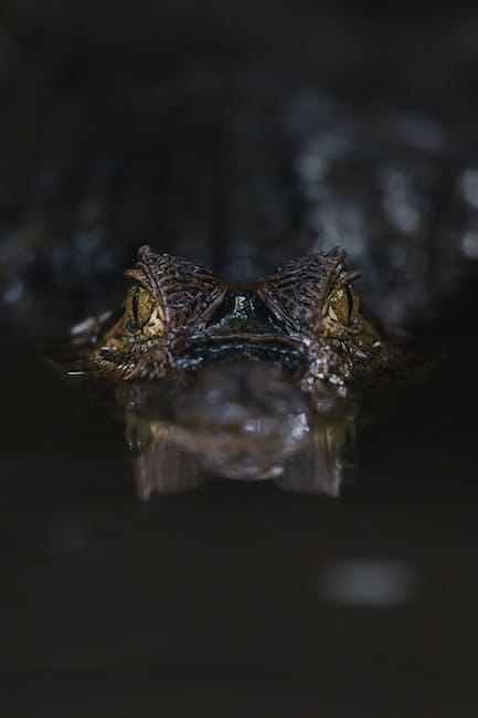 Un croco de 4 mètres fait le grand saut pour le Nouvel An : la pêche de l'extrême en Australie !