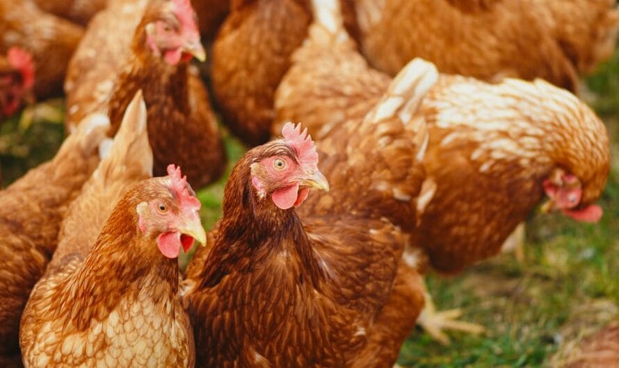 Les Poules de Loué Clament Haut et Fort : "À Nous la Vedette du Salon de l’Agriculture !"