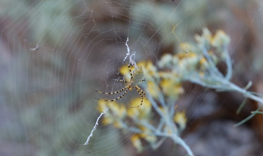 Ces araignées chinoises se déguisent en fleurs pour piéger leurs proies !