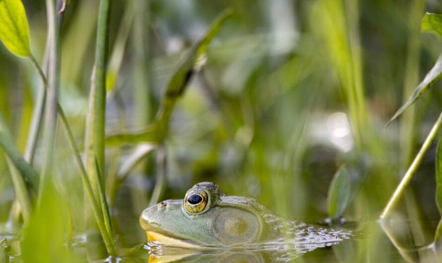 La grenouille qui avale ses œufs : la maternité la plus insolite du règne animal !