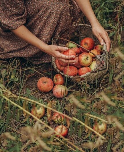 La Pomme Cythère Jumelle : Quand la Nature Nous Joue des Tours Hilarants !