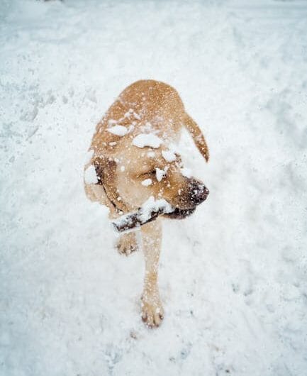 Vouloir sauver son chien, ça peut vite tourner au drame glacé !