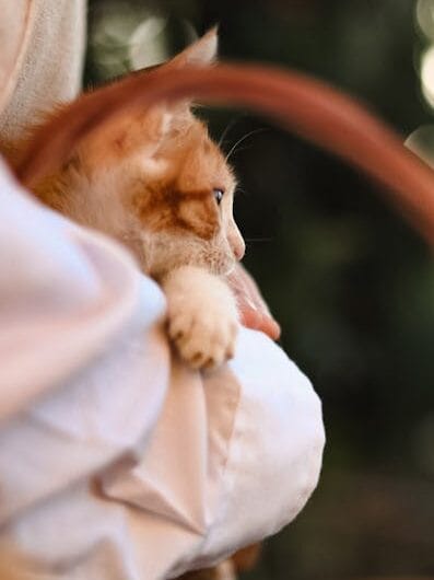 Un chat français retrouvé en Allemagne après 18 mois d’aventures !