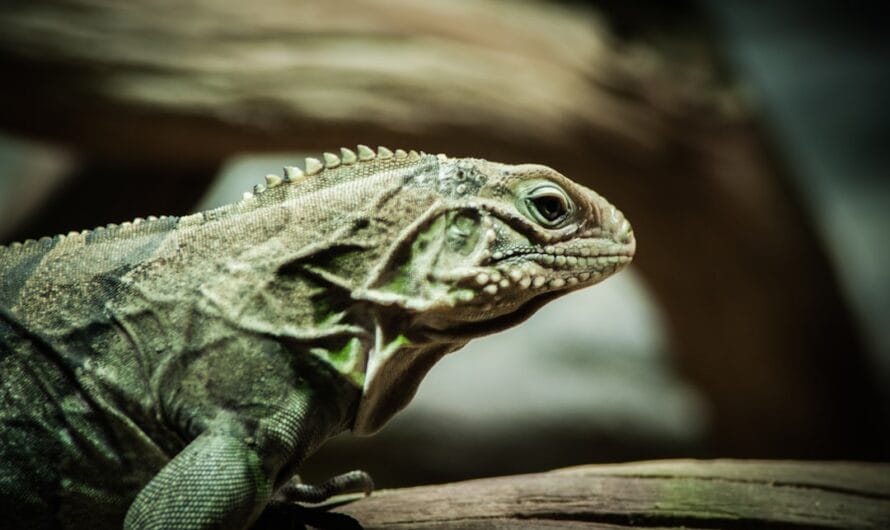Une équipe de choc pour un lézard barbu en vadrouille