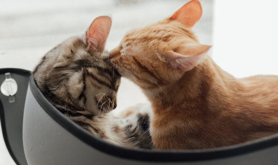 Les 30 photos d’animaux les plus déjantées de 2024 sont enfin connues !