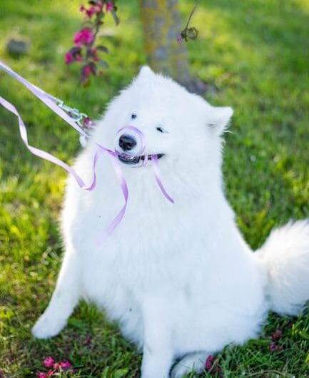 Les plus folles photos d’animaux de compagnie pour 2024 sont enfin là !