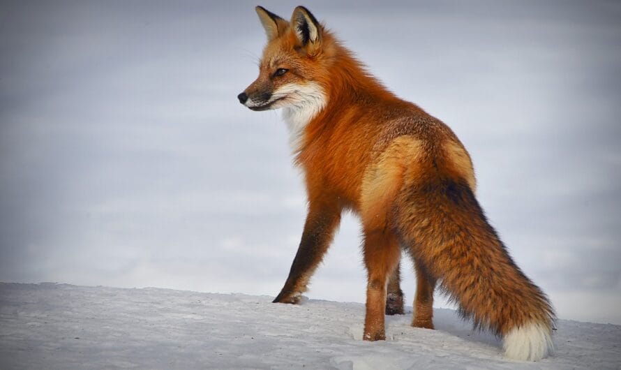 Quand la campagne s’invite en ville : le renard de Saint-Priest fait des siennes !