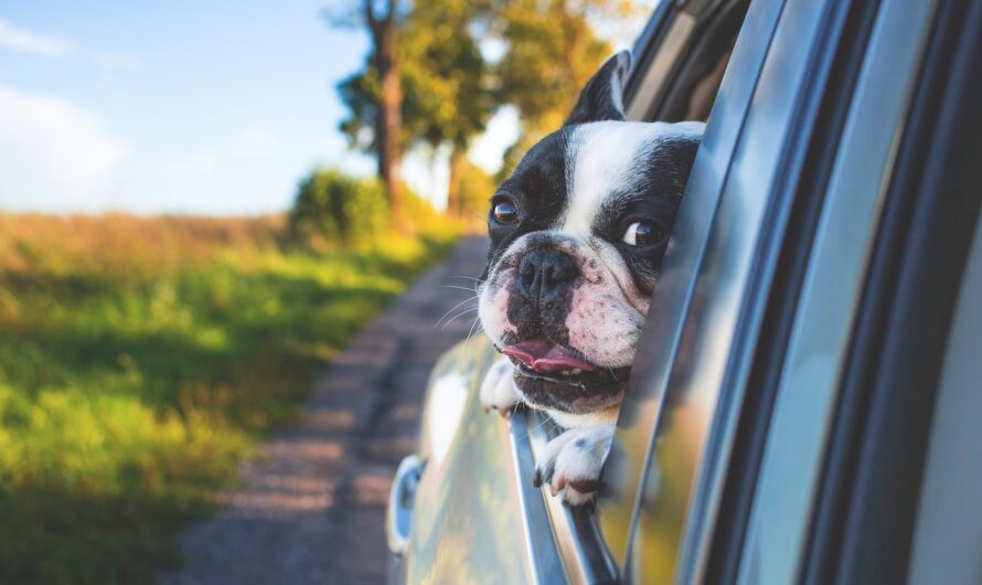 La mousse envahit l’habitacle après que le chien ait ouvert la vitre !