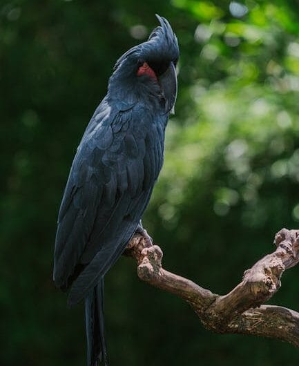 Le retour du criard dans les Landes : une belle histoire à plumes !