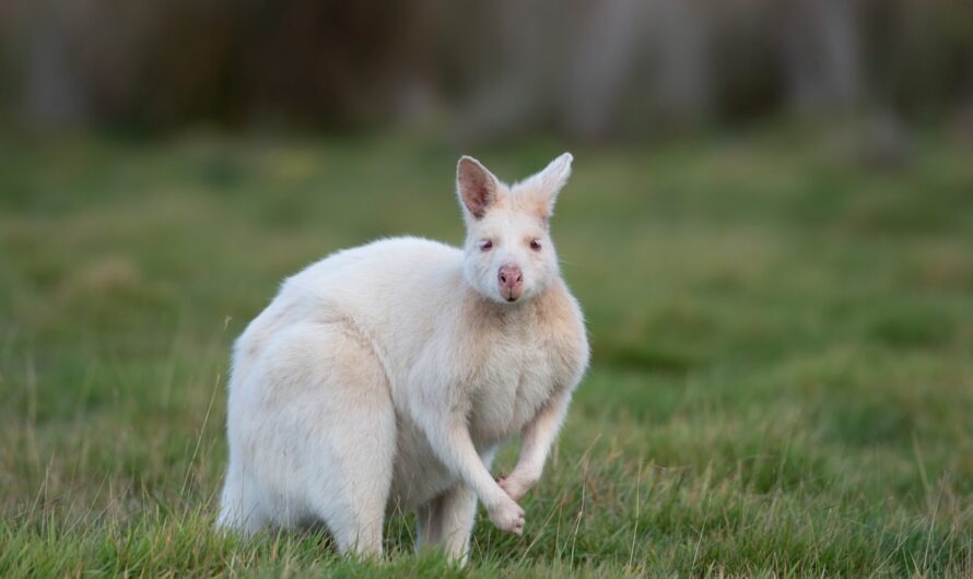 Les Tasmaniens recrutent des promeneurs de wombats et autres jobs loufoques !