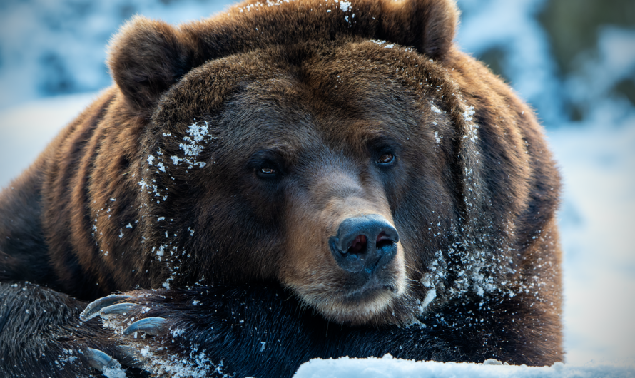 L’ours plongeant qui a conquis le cœur des internautes