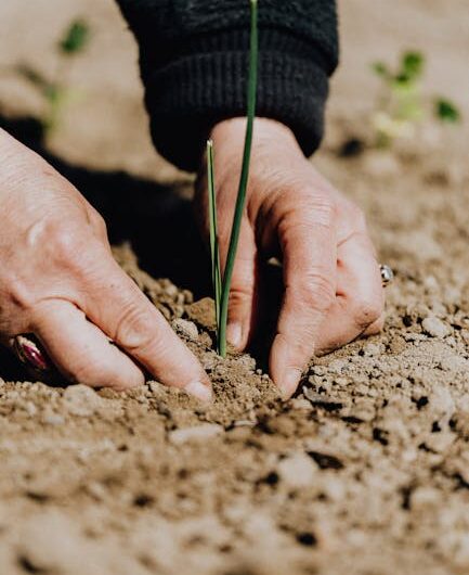 Mystère dans les champs de la Manche : un agriculteur découvre un crop circle géant !
