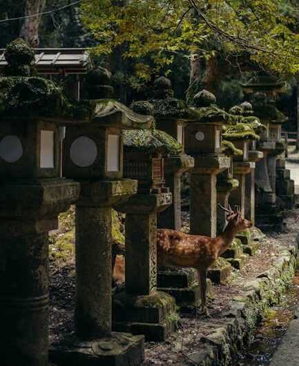 Quand le chevreuil fait son entrée au cimetière