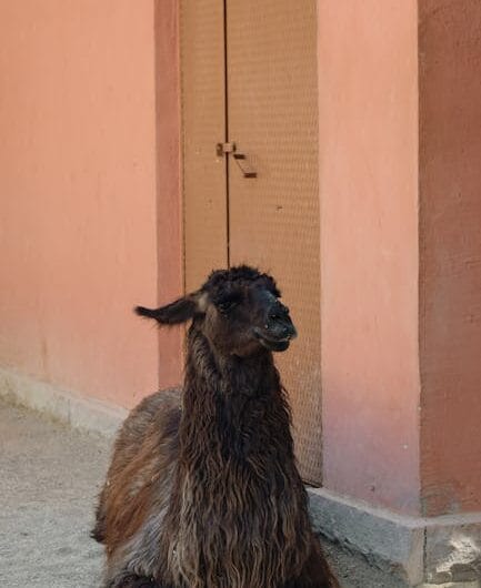 Quand le lama fait les courses au McDo !