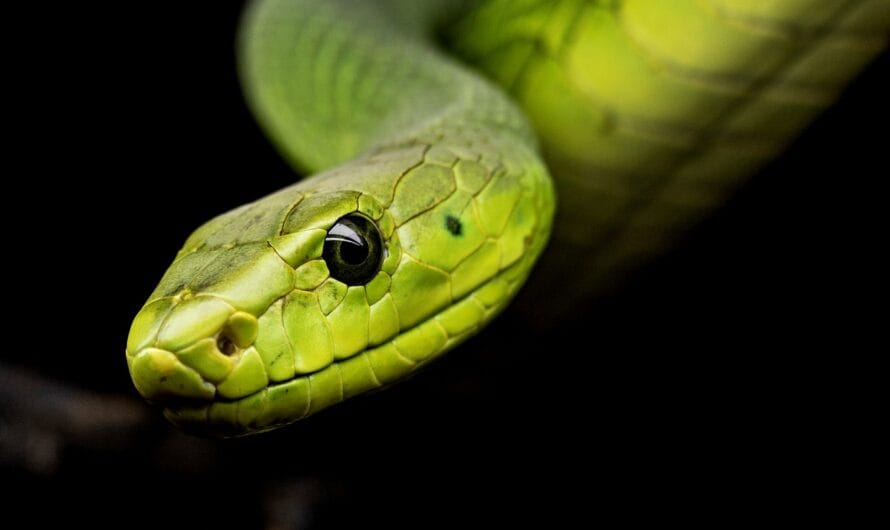 Quand le python prend le bus à Rouen !