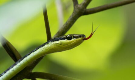 Serpents en cavale dans un pantalon !