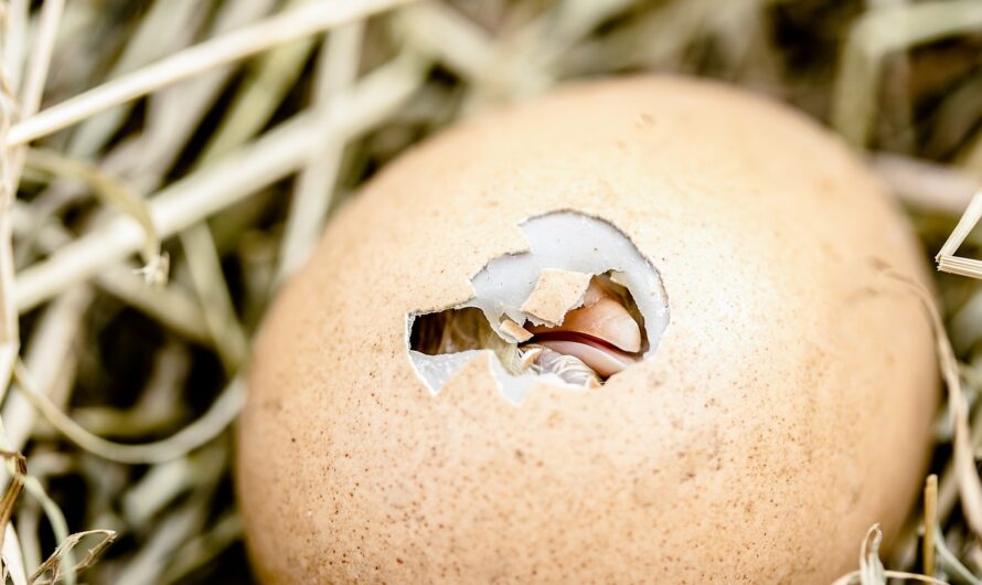 Défi insolite : un facteur se bâfrait d’œufs avec leurs coquilles !