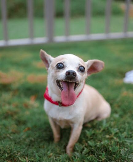 Le chihuahua terrifiant qui fait rire la toile !