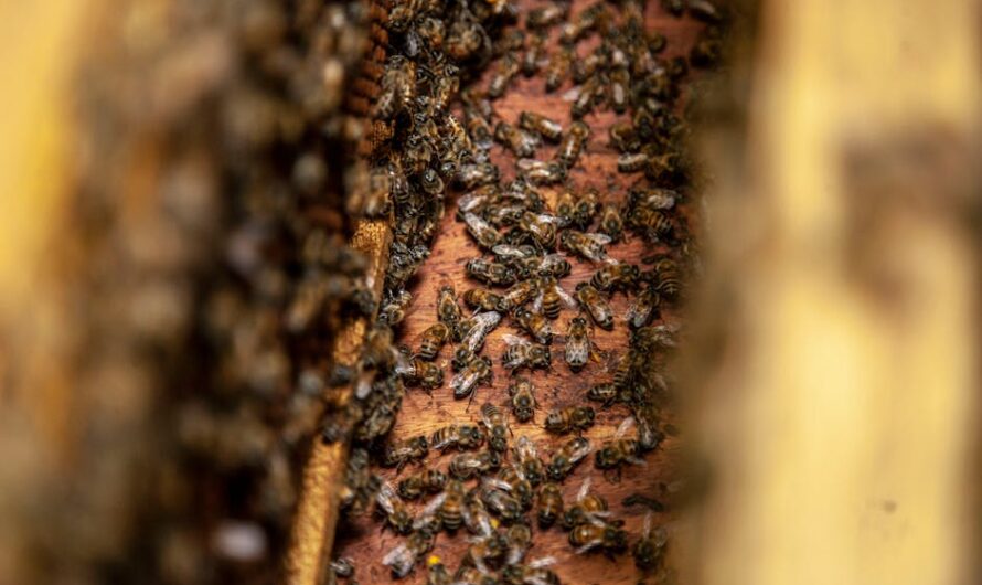 Quand les abeilles s’invitent au dessert