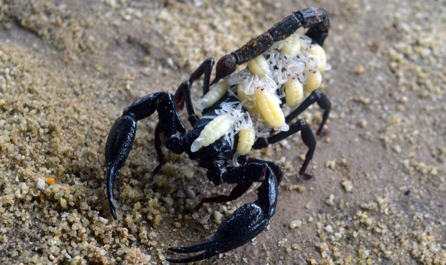 Un scorpion chinois s’invite dans un colis Shein : quand le fast-fashion devient vraiment piquant !
