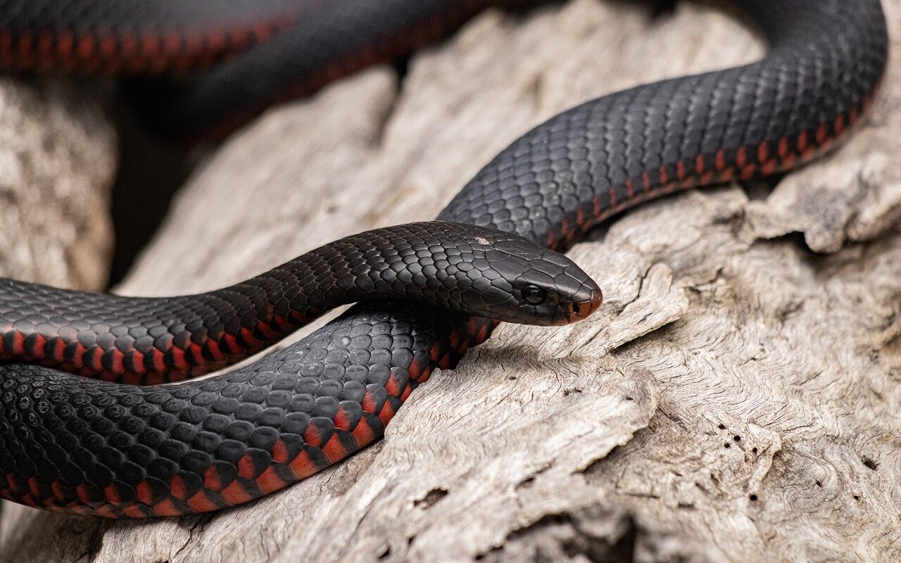 Un serpent assoiffé boit à la source... humaine !