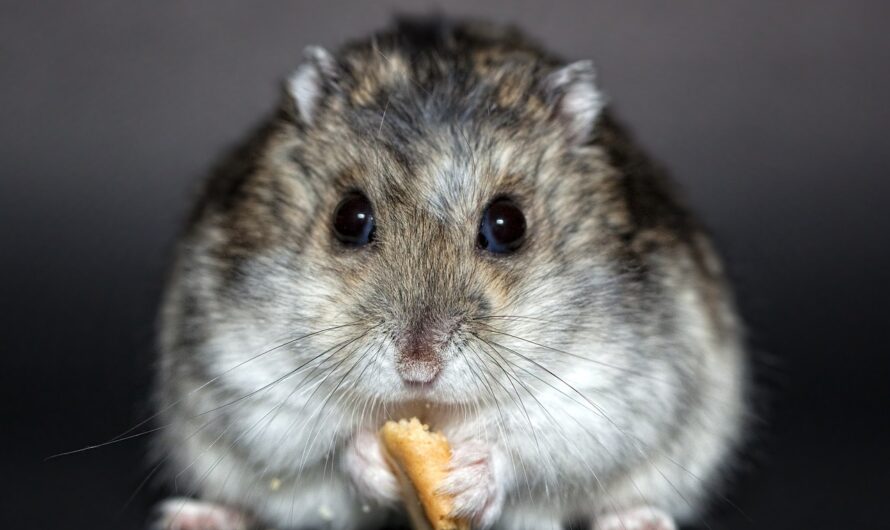 Évasion record aux Açores : 132 hamsters sèment la pagaille dans un avion pendant 5 jours