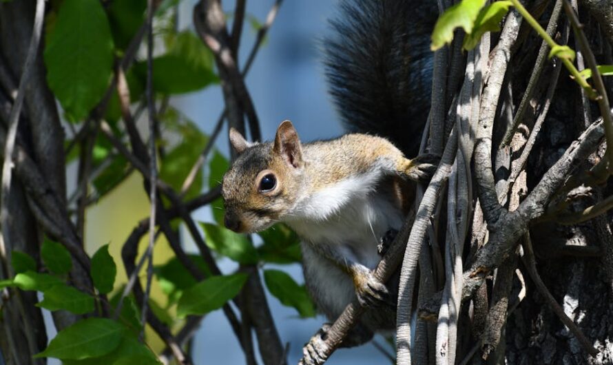 Un écureuil coincé dans un arbre remporte le prix de la photo la plus drôle de 2024 !