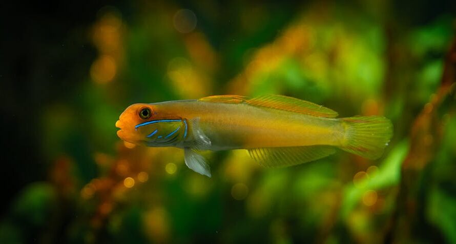 Cette baudroie orange flashy fait sensation : le poisson le plus instagrammable de 2025 !