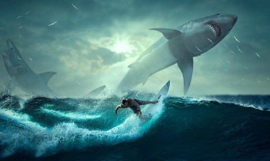 "Oh mince, un requin blanc de 4,5 mètres me suit !" : l’incroyable vidéo d’un kayakiste pourchassé en Nouvelle-Zélande