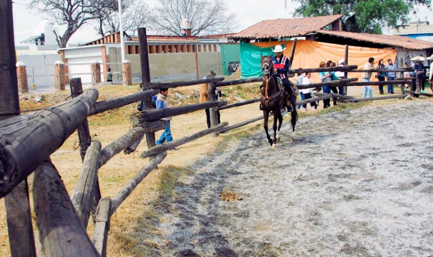 Bascons, Madrid, Mexico : Le trio improbable qui affole les amateurs de corrida !