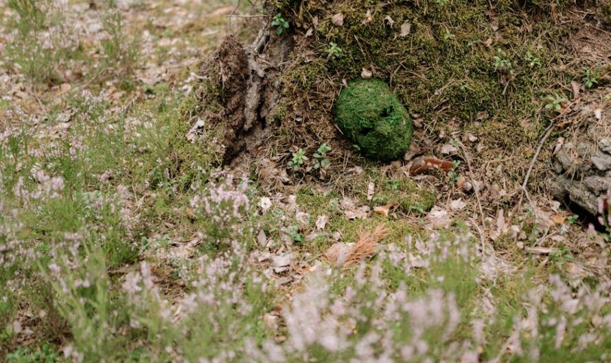 Ce jardin insolite en Ariège attirait même les touristes chinois : l’histoire étonnante d’Henri, le marchand de matériaux devenu artiste