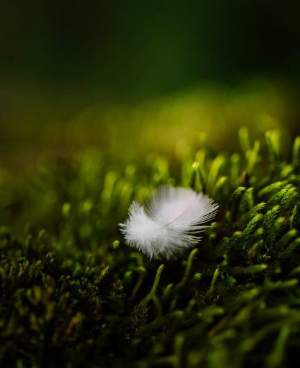 Ces étranges "cheveux de glace" qui poussent dans nos forêts : la nature nous offre un spectacle magique !
