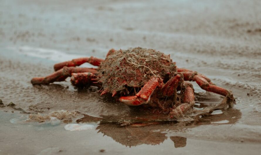 Cyrano des mers : j’ai rencontré le crabe licorne qui affole la toile !