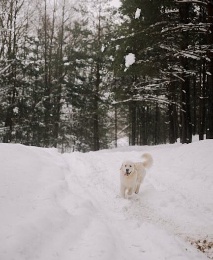 Mon Golden Retriever a déclaré la guerre au bonhomme de neige de notre quartier (et c’est hilarant)