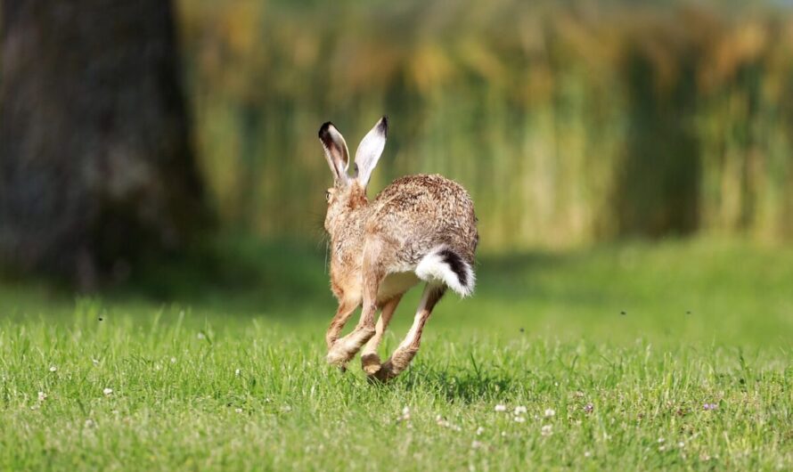 Panpan derrière les barreaux : l’incroyable nuit d’un lapin en garde à vue à Morlaix 🐰🚔