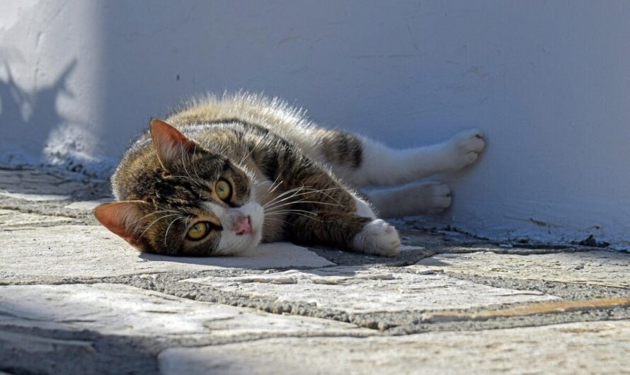 Une chatte errante s’invite au bureau et fait craquer toute l’équipe avec une surprise inattendue 🐱🎁