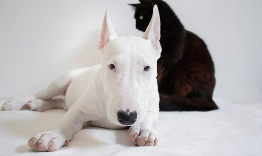 Quand le chat et la poule font nid commun : une colocation improbable qui fait le buzz !