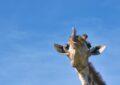 Quand les animaux sauvages nous font mourir de rire : les meilleurs clichés des Comedy Wildlife Awards 2024