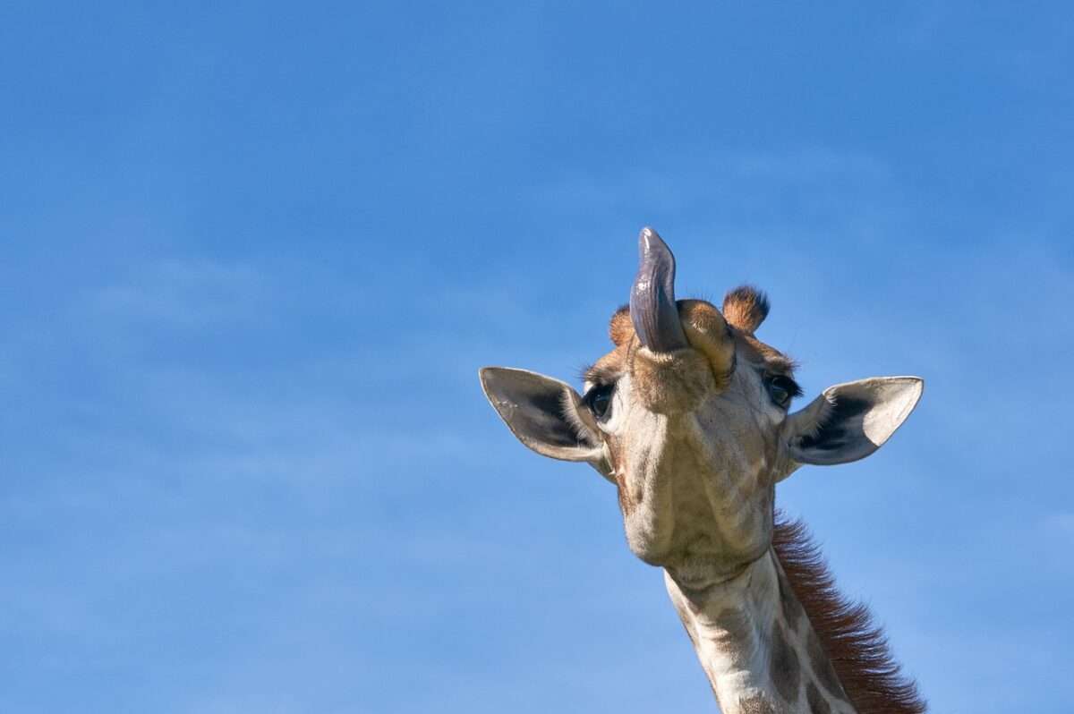 Quand les animaux sauvages nous font mourir de rire : les meilleurs clichés des Comedy Wildlife Awards 2024