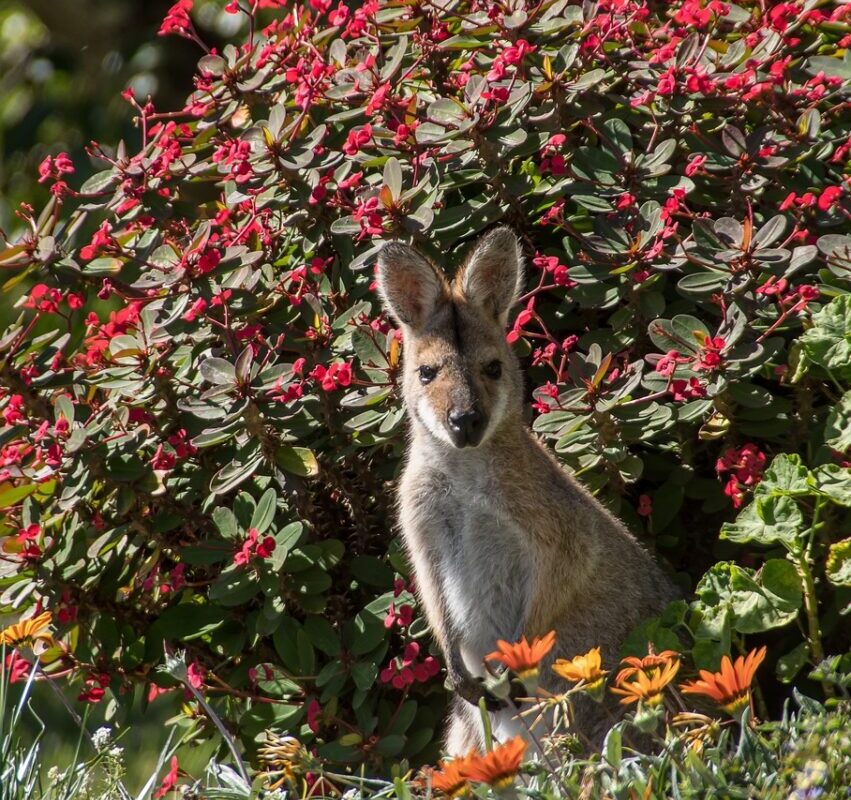 Un wallaby en cavale : 5 heures de traque dans la forêt bourguignonne !