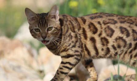 Ce chat miaule comme un humain et c'est le son le plus bizarre que vous entendrez aujourd'hui !