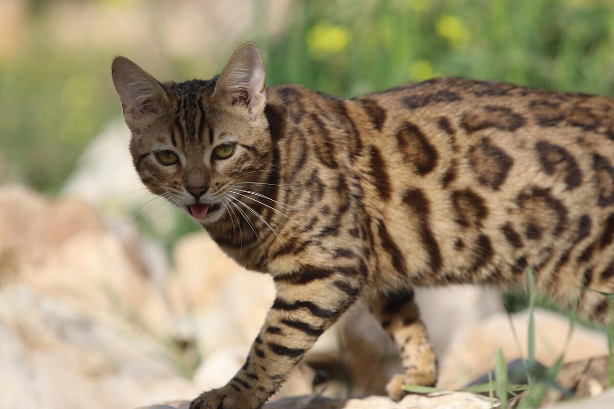 Ce chat miaule comme un humain et c'est le son le plus bizarre que vous entendrez aujourd'hui !