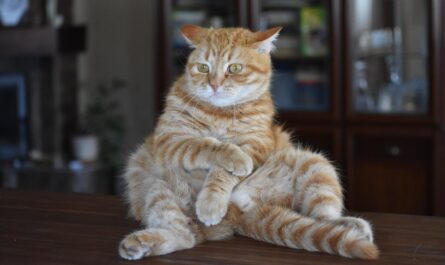 Chat empêtré dans la laine : quand la curiosité féline tourne à la comédie !