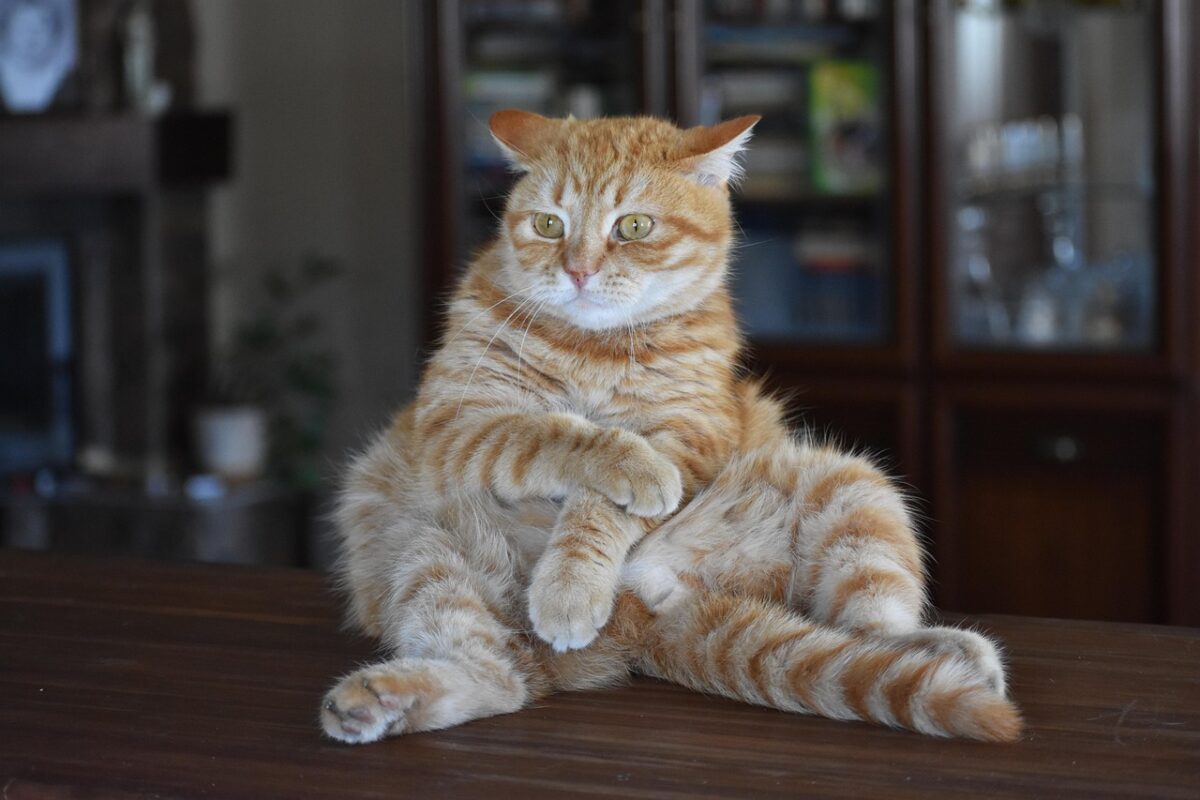 Chat empêtré dans la laine : quand la curiosité féline tourne à la comédie !