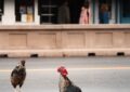 Cocorico à Miami : Quand les poules et coqs prennent le pouvoir dans les rues !