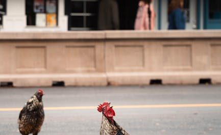 Cocorico à Miami : Quand les poules et coqs prennent le pouvoir dans les rues !