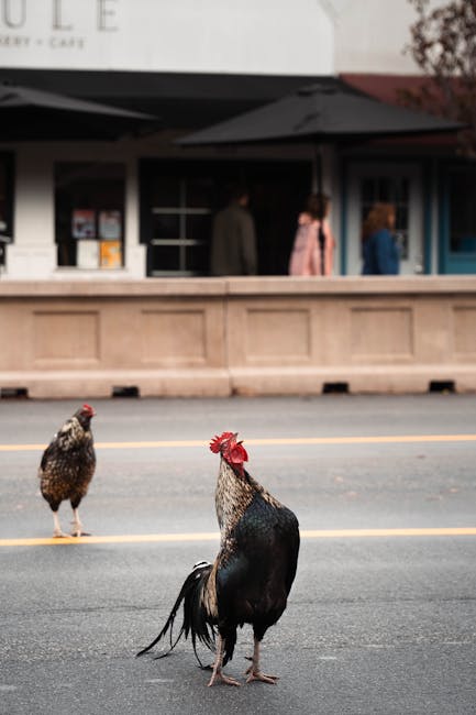 Cocorico à Miami : Quand les poules et coqs prennent le pouvoir dans les rues !