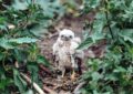 Des Drones contre les Goélands et un Bébé Chouette Sauvé : Les Insolites du Jour !